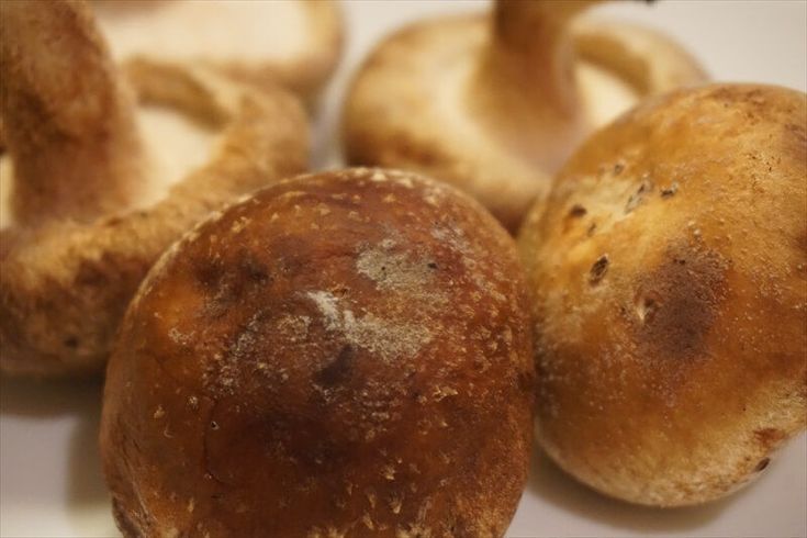 ぬまがさワタリ@『いきものニュース図解』など3 19発売 on X: 