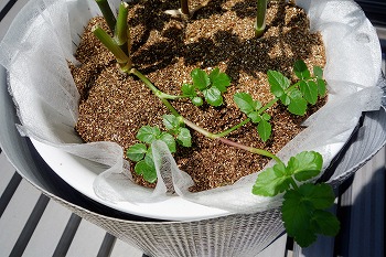 せりのレシピ 根っこまでおいしい！ せり鍋・炒め物・サラダのおすすめの食べ方3品三越伊勢丹の食メディアFOODIE フーディー