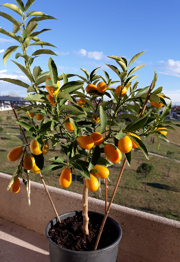 金柑の育て方：庭植えから鉢植えまで、実をたくさんつける栽培方法