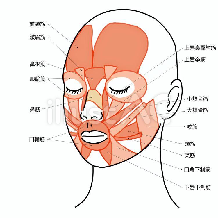 意外と知らない「目」のしくみ～目の構造と各部位の名前と働きを解説～Lidea リディアby LION
