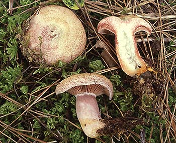 アカハツタケを洋食で翠いスグリの植え替え場所