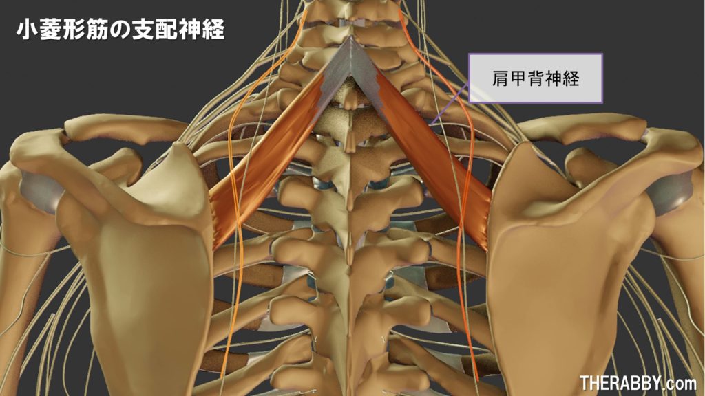 首の筋肉 - 北京堂鍼灸 伊東