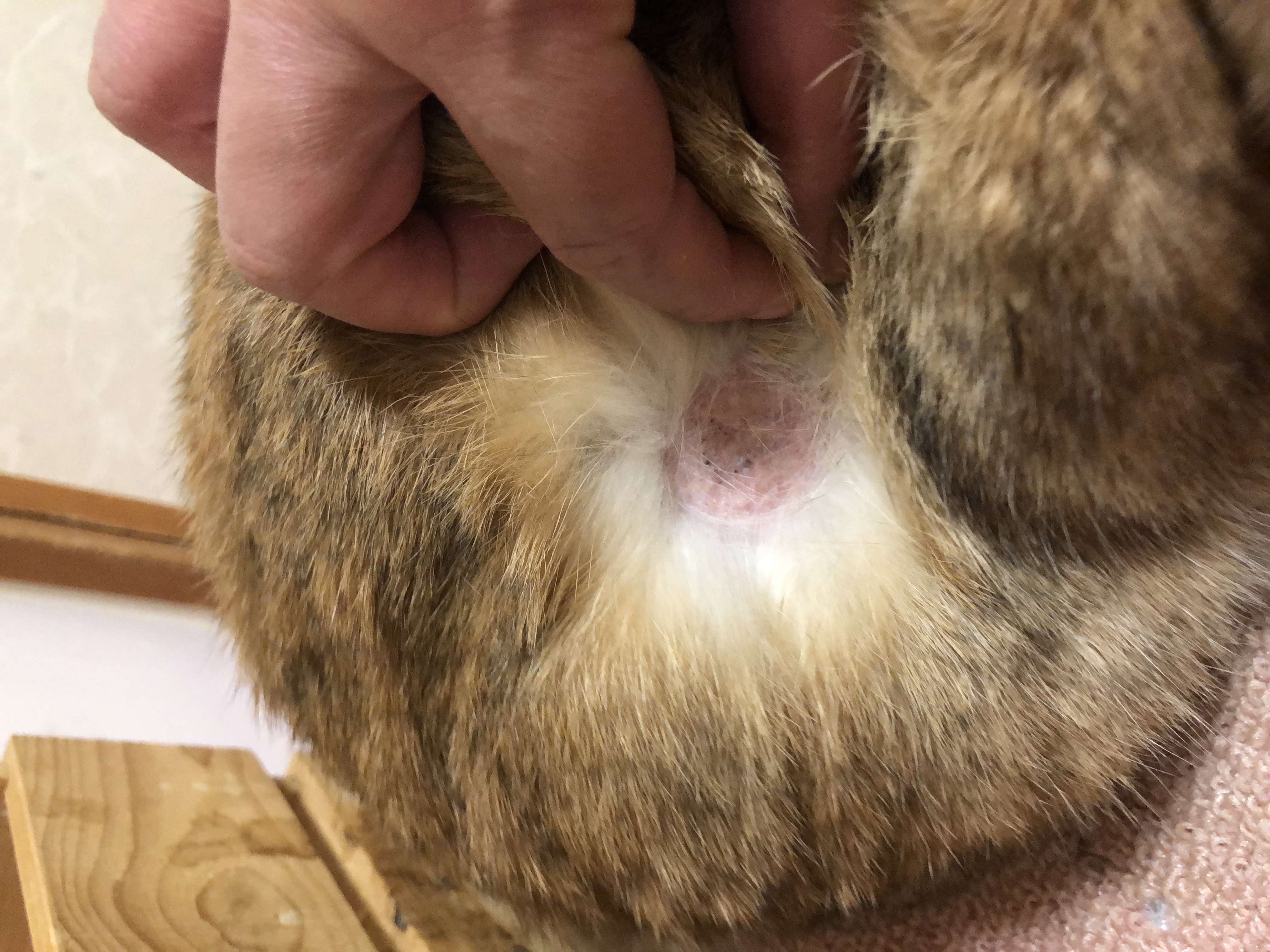 かいぬし冬のかさかさ対策と梅ちゃんのお風呂の結果デグーのぼんてん