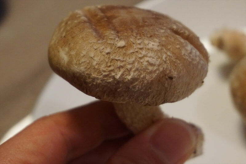 家族のことマッシュルームの菌糸と、白カビの見分け方を誰かコイツに教えたって。あさころ