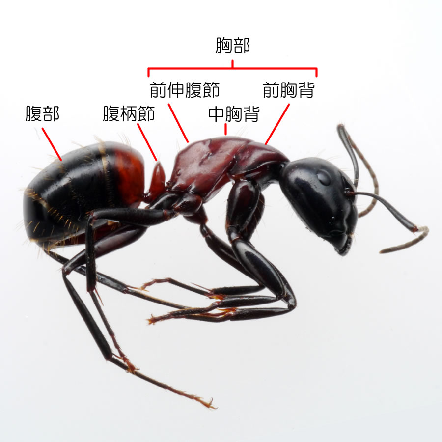 我が家の庭で体長１５ｍｍほどの蟻を発見しました : 昆虫ブログ むし探検広場