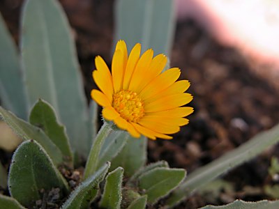 凍っても春には満開！ 必ず植えてほしい 冬も咲く一年草３種 sakura- エキスパート - Yahoo!ニュース