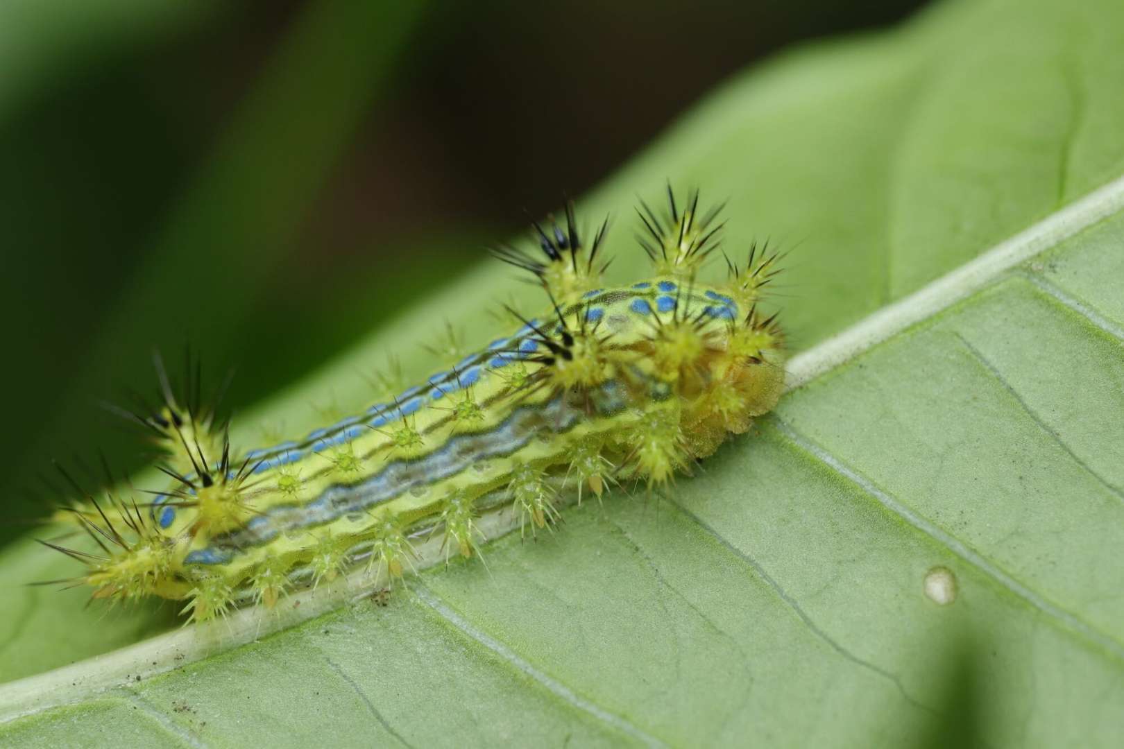 イラガ駆除を徹底解説！効果的な方法とは