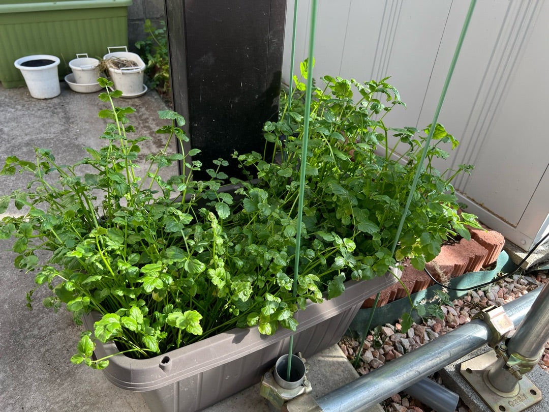 台所でセリの水耕栽培 : ゆうちゃん所長のひとりごと