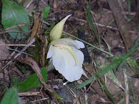 花の名前を教えて下さい。丸い小さな白い花が咲きました。葉 園芸相談Q＆Aみんなの趣味の園芸