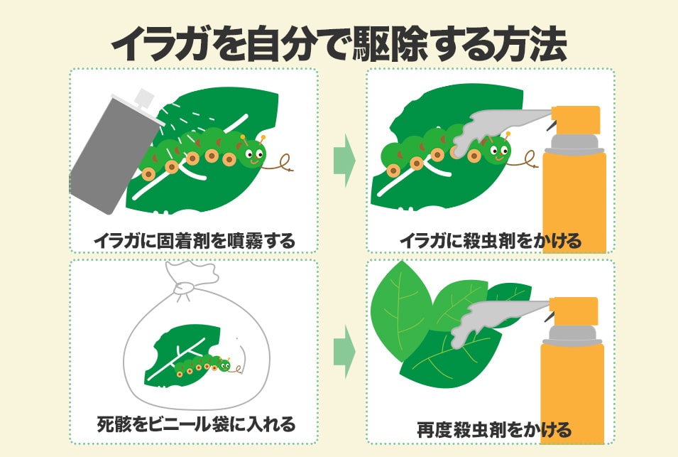 イラガ類農業害虫や病害の防除・農薬情報病害虫・雑草の情報基地全国農村教育協会