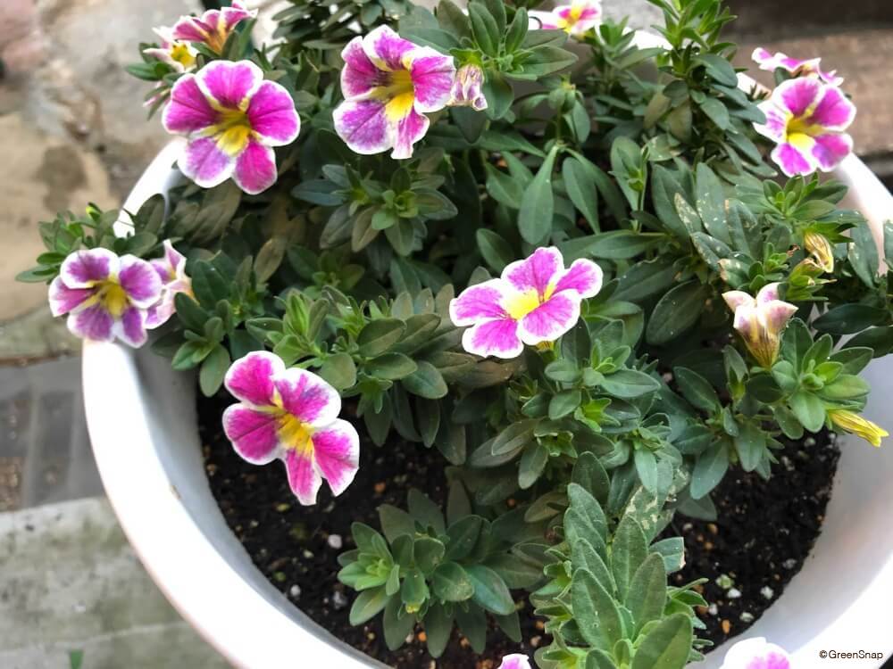 花言葉 片思いの意味を持つ“21本の花”。切ない気持ちを表す愛の花一覧とは？Smartlog