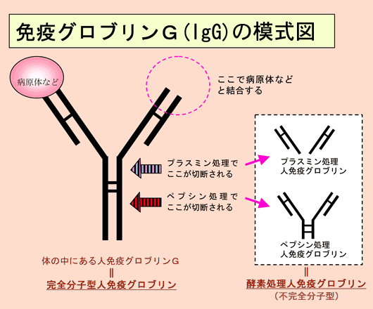 免疫グロブリン~ 小児の小テストあるのにいっこも勉強してなかったけんまとめましたとさ免疫グロブリンiggigaigdigmige看護学生の勉強垢看護学生の勉強垢さんと繋がりたい
