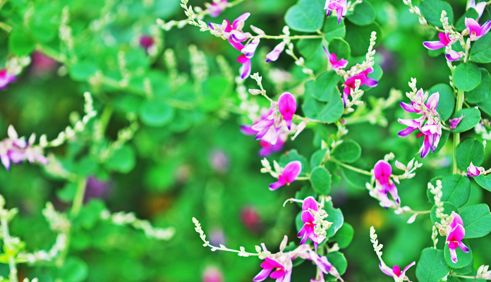 9月6日の誕生花 シロハギ 白萩 の花言葉「思案」、「思い」をのせてしだれる枝に咲く花の「前向きな恋」弥生おばさんのガーデニングノート「花と緑の365日」- 楽天ブログ
