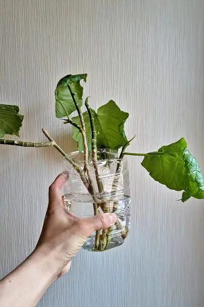 ウンベラータの正しい剪定方法剪定時期や普段のお手入れ方法も解説 - くらしのマーケットマガジン