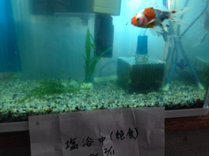 イシガメの水カビ病 - Synchronicity