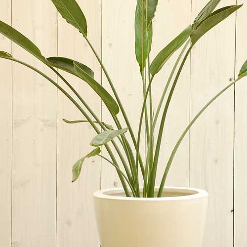 観葉植物 ストレッチア 引き取り希望 2m Pickup 全ての商品 – 植物家族