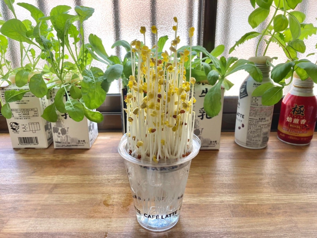 水耕栽培 肥料なしでOK！かいわれ大根の水栽培 - ハニコログ