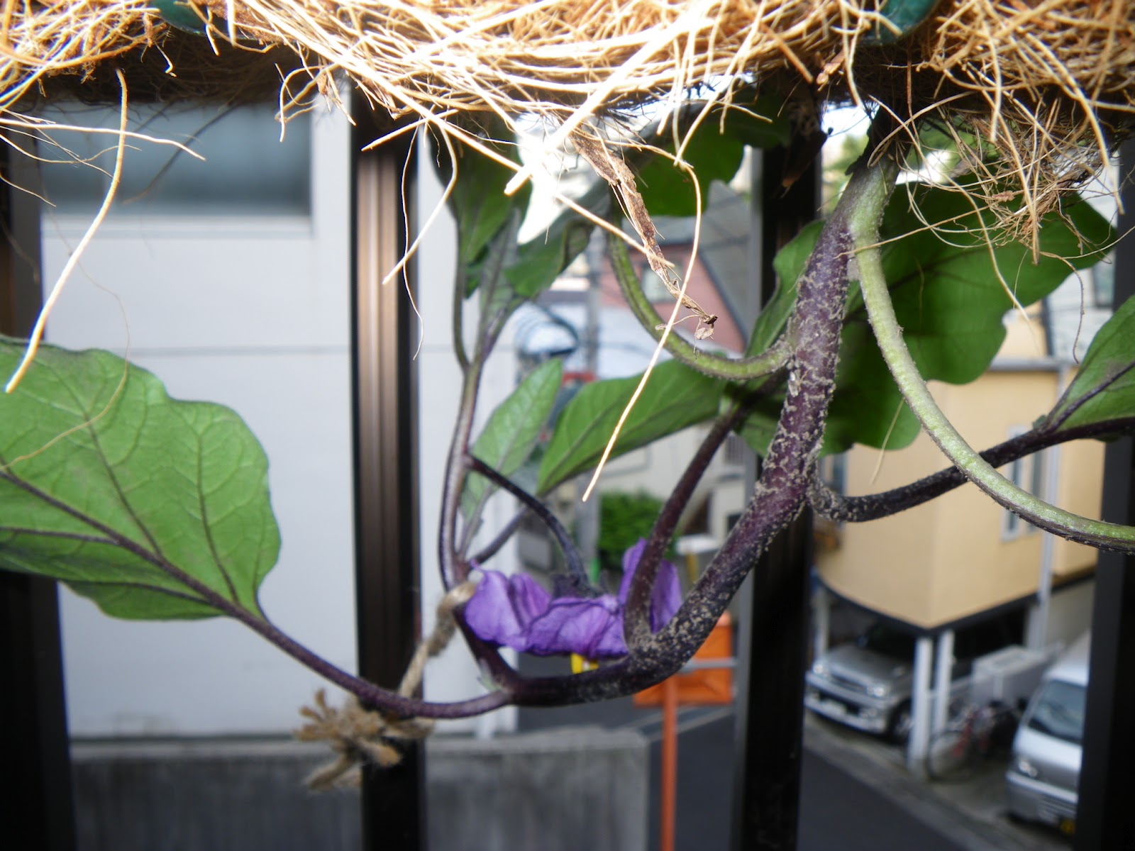 逆さに植えるだけ！サトイモの逆さ植えの方法と4つのメリットカジトラ