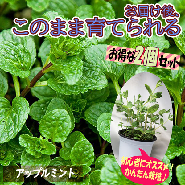 ハダニ対策重曹や木酢液・牛乳は効果ある？ハダニの特徴や被害も解説となりのカインズさん