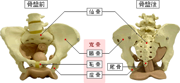 骨盤高位。＊*❁ＣＨＩＰＡcham♡ＢＬＯＧ❁*＊