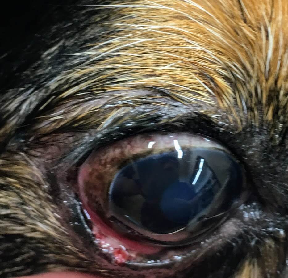 マイボーム腺炎 ＜犬＞みんなのどうぶつ病気大百科