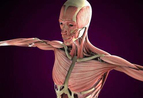 人体模型 筋肉の写真素材写真素材なら「写真AC」無料 フリー ダウンロードOK