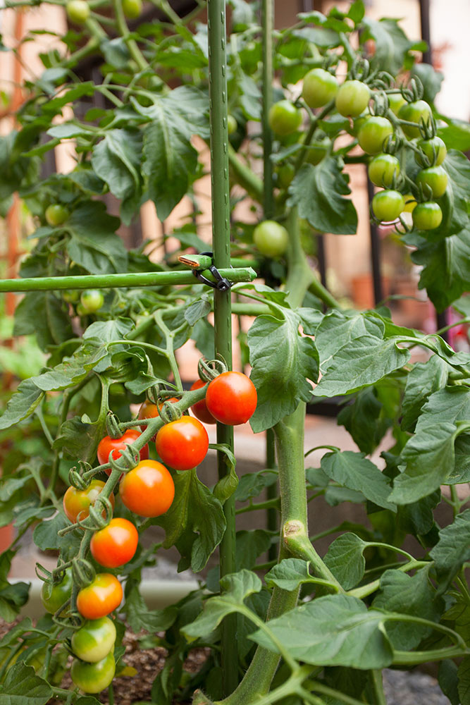 トマトうま旨野菜苗 タキイの特選野菜苗タキイ種苗株式会社