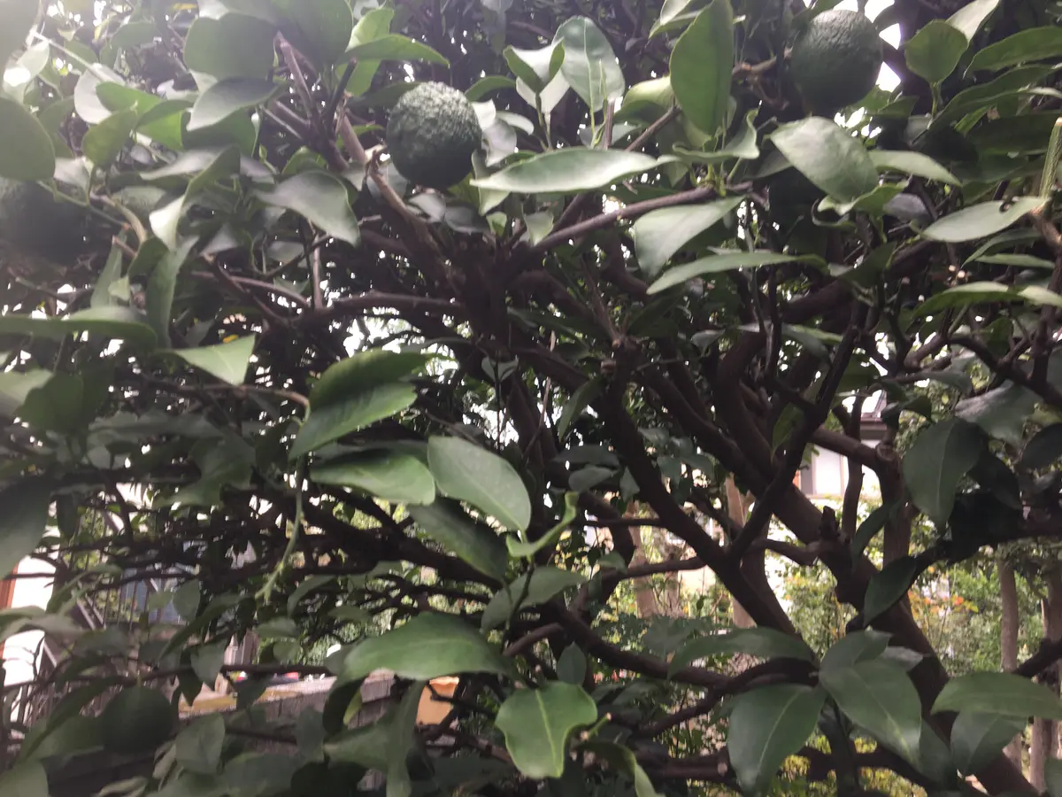 ユズ果樹・庭木ガーデンメモHOW TOＤＣＭ