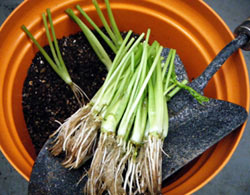 セリの上手な育て方 種まきから収穫まで完全解説 セリ栽培のコツとポイントが分かる