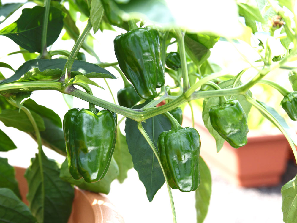 鉢・プランターを使ったピーマンの育て方