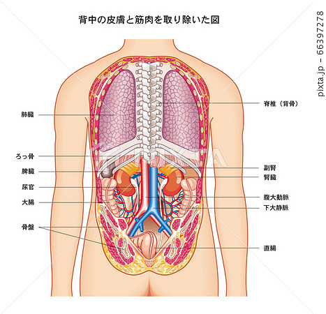 肺の構造・機能清肺湯NaviSupported by 小林製薬