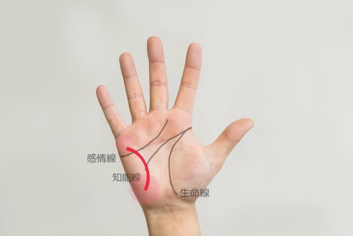 知能線の終点が枝分かれしている人手相占いスタークローラ