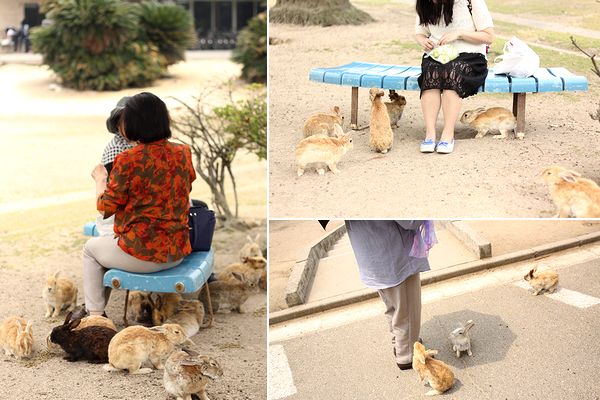 うさぎには無いと思われていた「あれ」が、実はあった件について／ふうたの飼い主 | 毎日が発見ネット