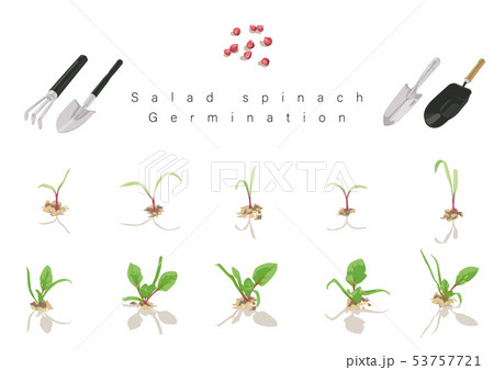 ほうれん草の水耕栽培の始め方 冬場室内での栽培方法 たんぽぽ母ちゃんのブログ