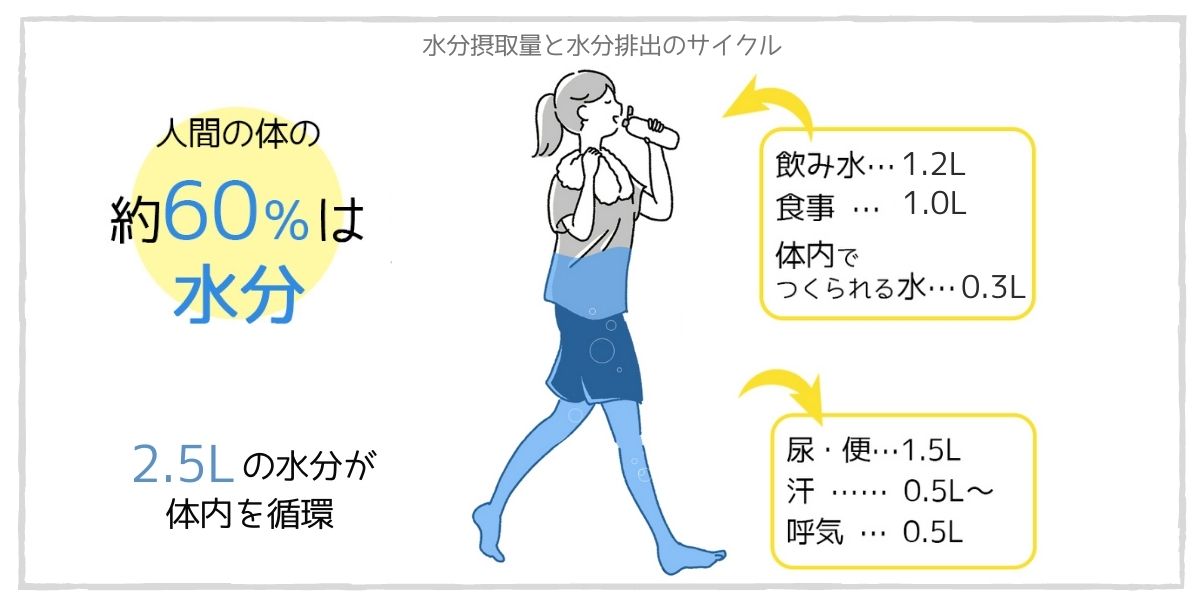 体液 体内水分 の役割ナース専科