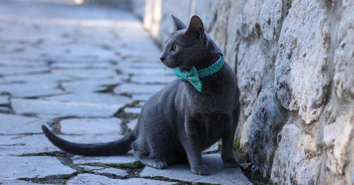 私はハリネズミアレルギー。ハリネズミ チャイくんの観察日記