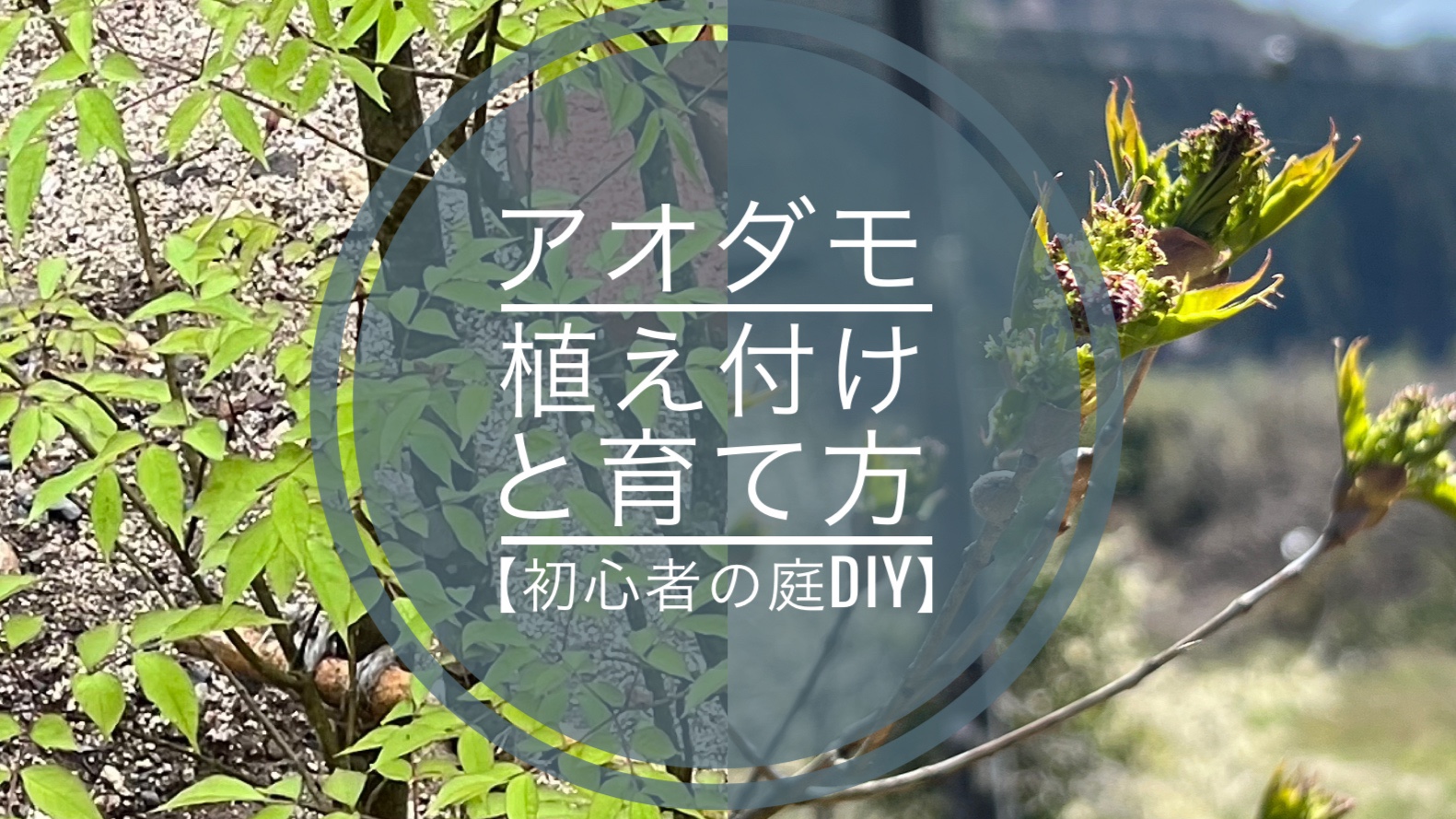 水やりから肥料までこれで完璧！アオダモの育て方！🍀GreenSnap グリーンスナップ