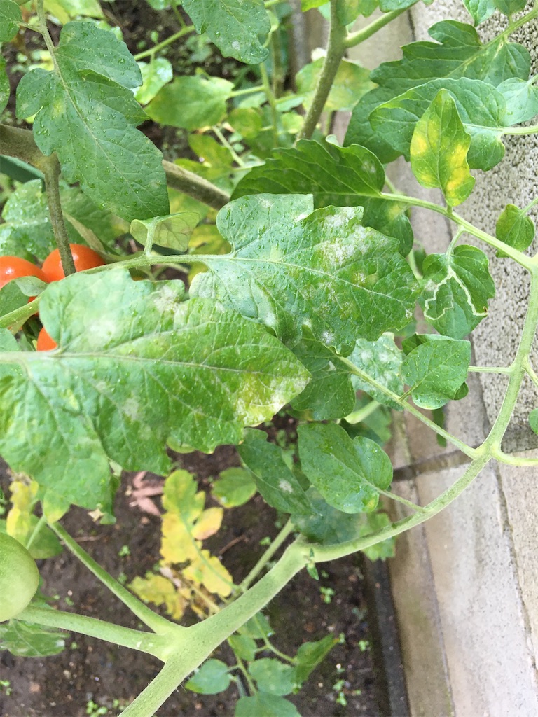 今日の畑緊急事態！今年の長梅雨でトマトにうどん粉病が発生！comloy labo2 プチミニマリストへの道