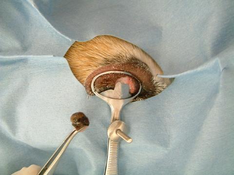 瞼のできもの:免疫介在性眼瞼炎の症例報告 – さだひろ動物病院 松戸市新松戸の犬・猫専門動物病院