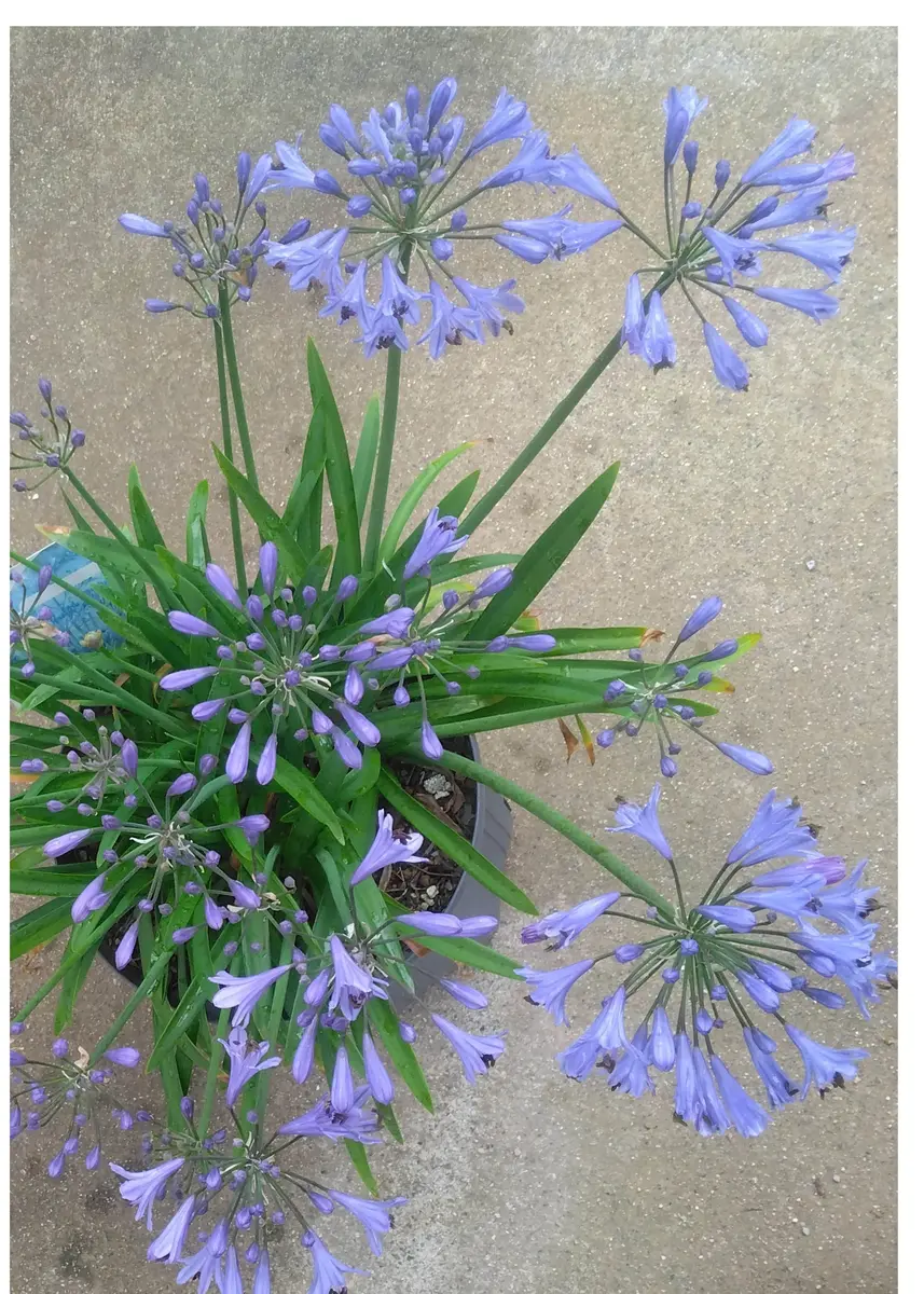 アガパンサスの育て方・栽培方法LOVEGREEN ラブグリーン