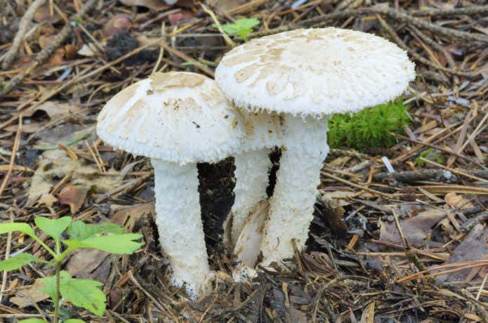 アカハツモドキLactarius deterrimus- Picture Mushroom