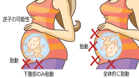 お腹の赤ちゃんにできること③かえでファミリー歯科