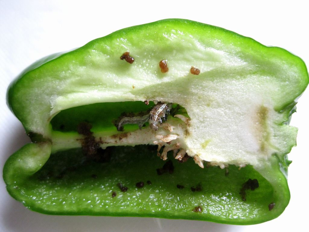 ピーマン・パプリカの病害虫防除情報アグリポイント ～農業現場の病害虫・栽培問題対策室～