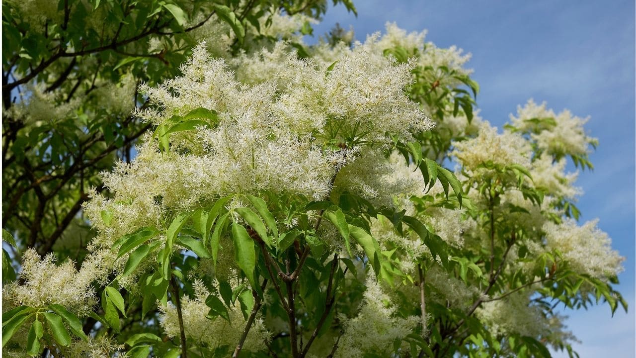 アオダモの魅力と育て方、シンボルツリーとしての植栽実例もご紹介千葉県 東京都の造園 植栽 庭施工造園業専門店 新美園