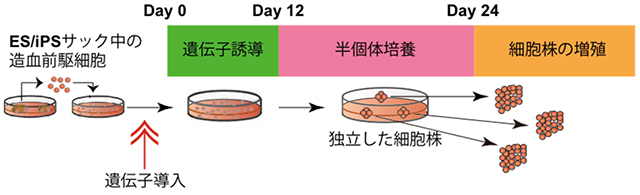 赤血球増加症の原因と分類とは？ 意味や使い方 - コトバンク