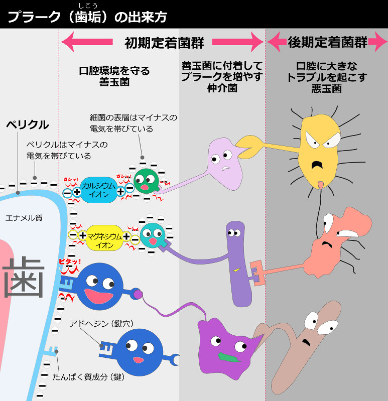 お口の中の様々な細菌田端の歯医者ならしおばら歯科医院〜痛くない・怖くない歯医者です