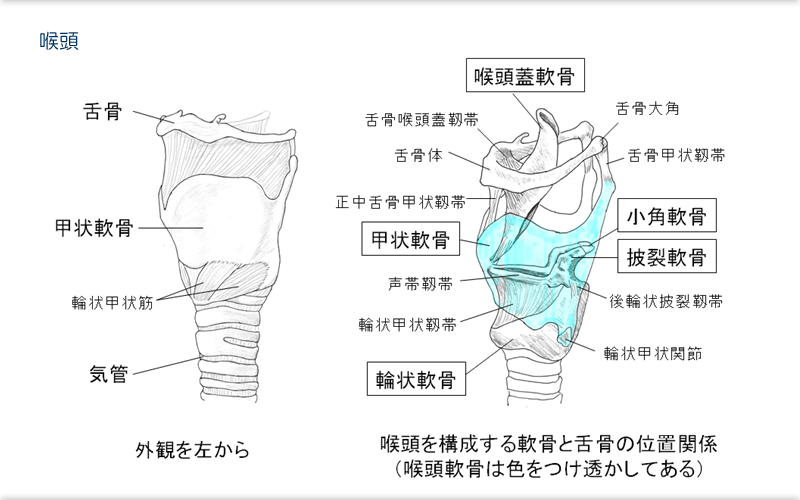 3つの喉頭軟骨-甲状軟骨・披裂軟骨・輪状軟骨-ボイス・リビルディング発声理論~歌上達の必至条件!ミックスボイスの着実な習得法~
