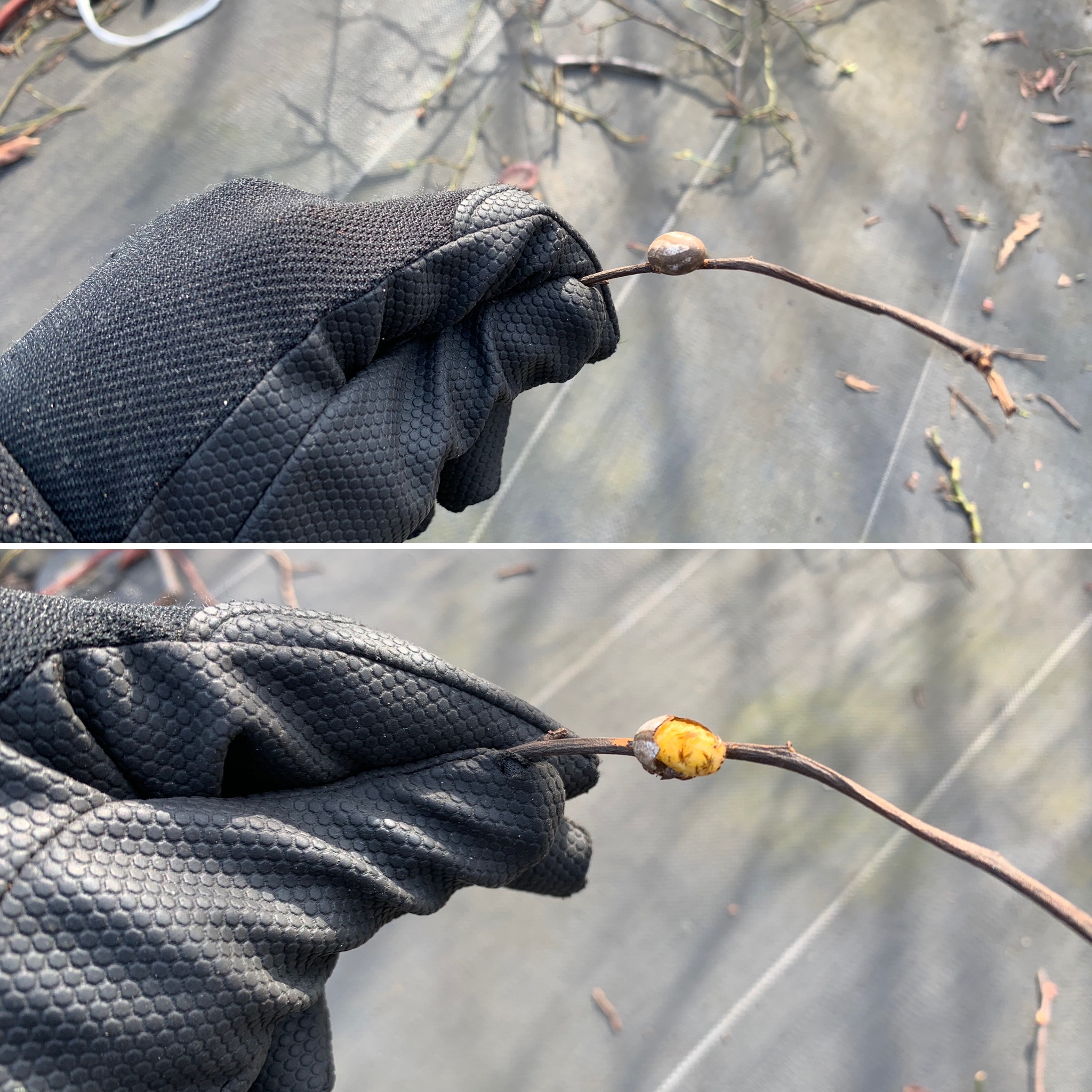 イラガのマユ作り