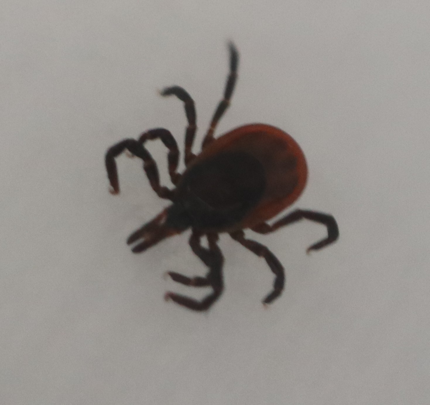 犬にダニ マダニ を見つけたときの対処方法と予防法プレミアムドッグフード・キャットフードのGPN