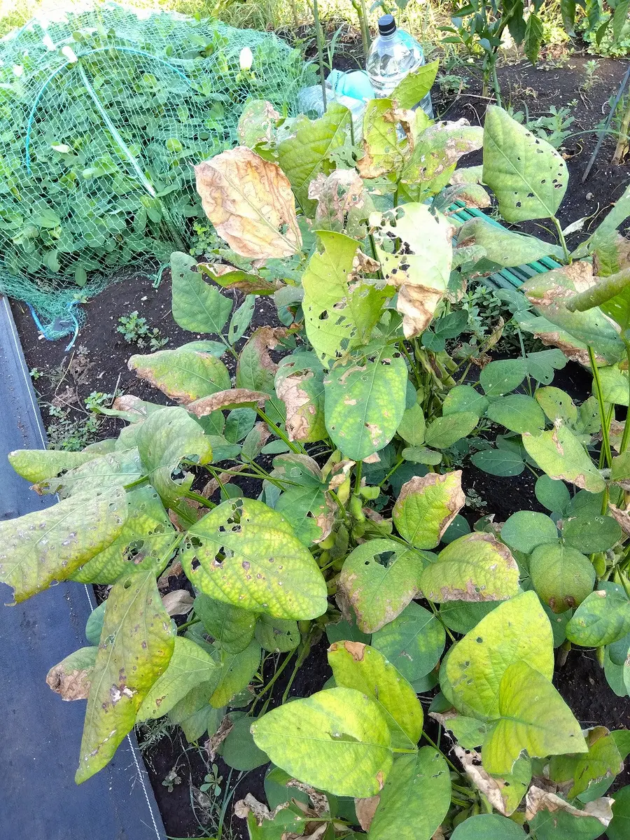 枝豆の葉っぱに錆びのような斑点が 初心者が枝豆をプランターで栽培してみた④